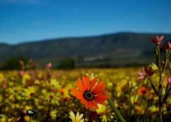 wildflowers south africa