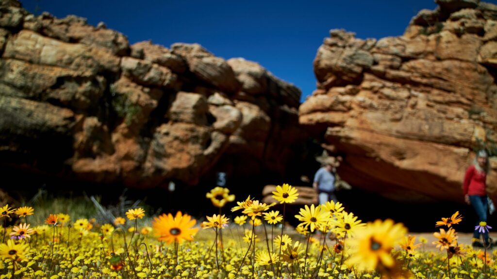 wildflowers