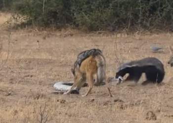 Fight Between Python, Honey Badger & Jackal