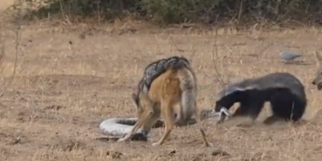 Fight Between Python, Honey Badger & Jackal