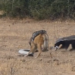 Fight Between Python, Honey Badger & Jackal