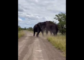 Two giant elephants