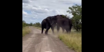 Two giant elephants