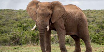 Babanango Game reserve big 5