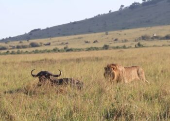 resting buffalo