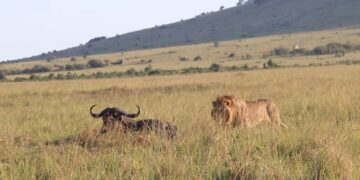 resting buffalo