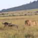 resting buffalo