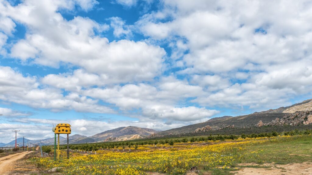 wildflowers