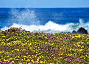 wildflowers