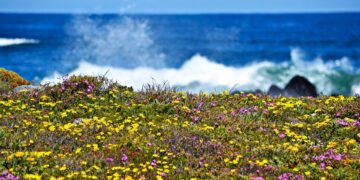 wildflowers