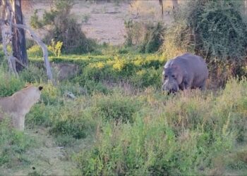 lone hippo