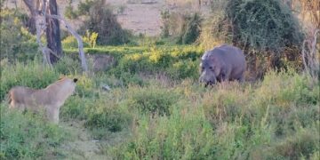 lone hippo