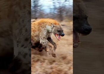 hyena