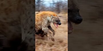 hyena