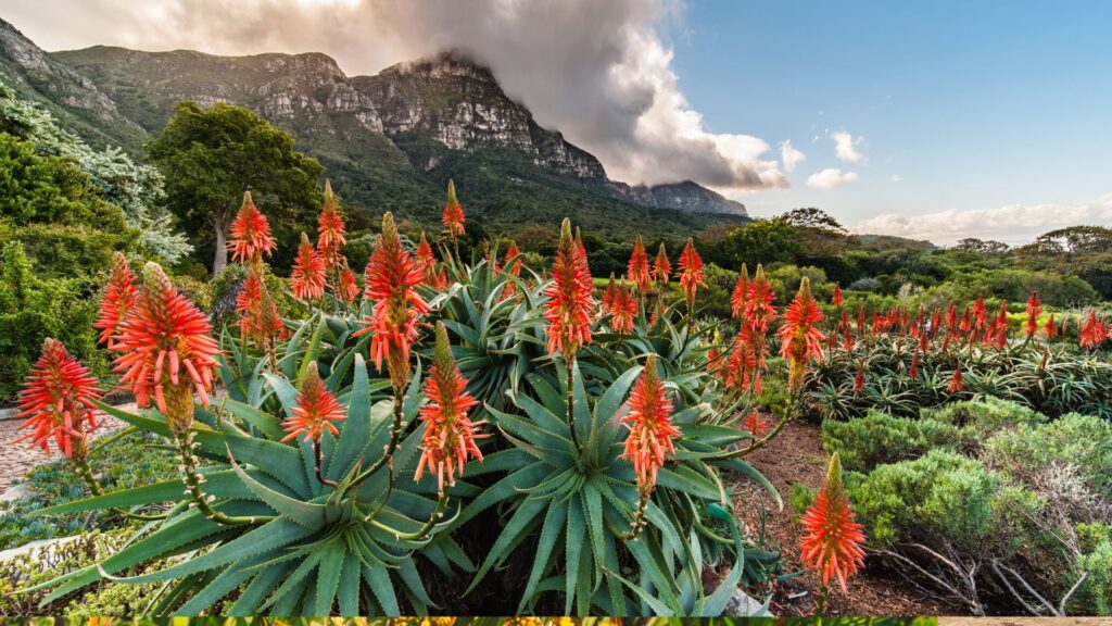 wildflowers