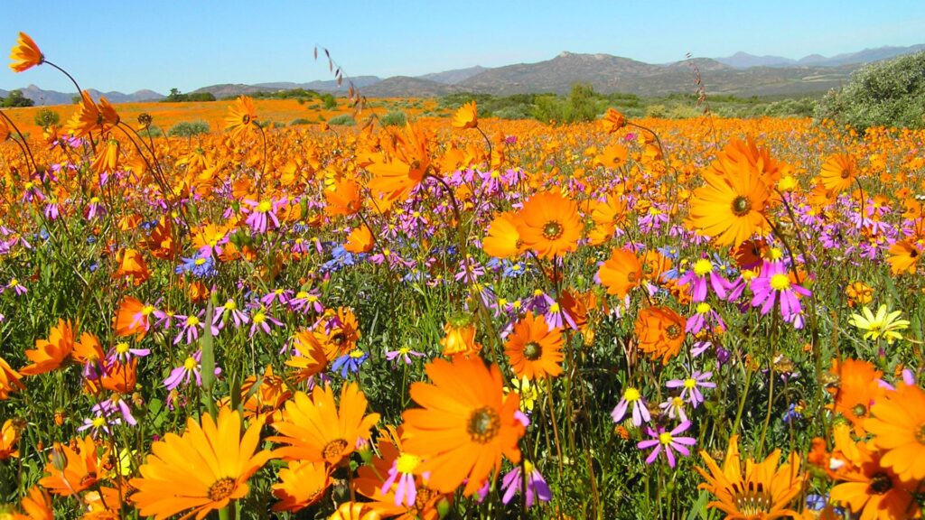 wildflowers