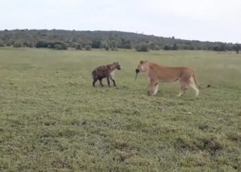 hyena tries to steal