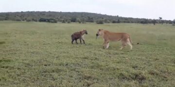 hyena tries to steal