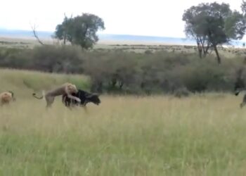 nomadic male lion