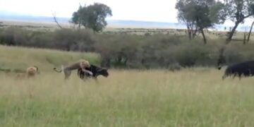 nomadic male lion