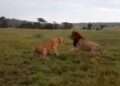 male lion