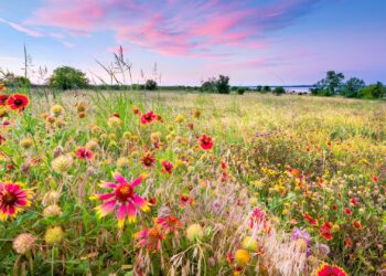 flower season namaqualand