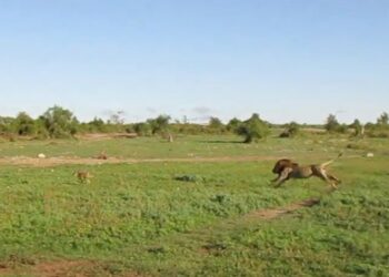 Lion chases a wildebeest calf