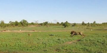 Lion chases a wildebeest calf