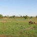 Lion chases a wildebeest calf