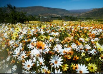 wildflowers westen cape