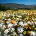 wildflowers westen cape