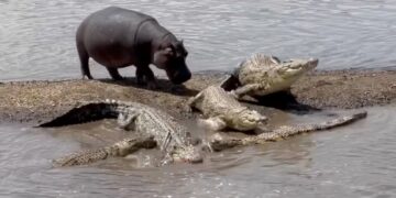 Hippo shows crocodiles