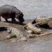 Hippo shows crocodiles