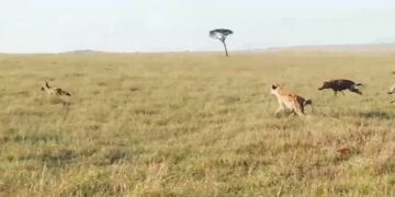 Jackal steals from lions