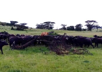 buffalo herd