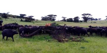 buffalo herd