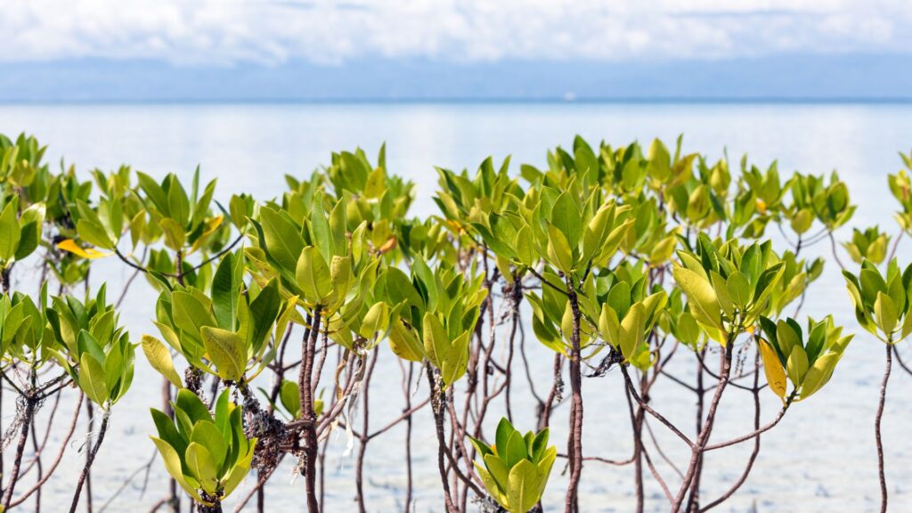 ethihad airways mangrove