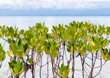 ethihad airways mangrove