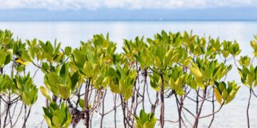 ethihad airways mangrove