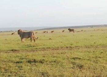 lion coalition confronted by hyena