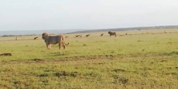 lion coalition confronted by hyena