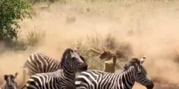 Lioness gets stampeded by zebras