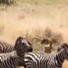 Lioness gets stampeded by zebras