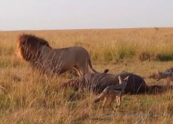 Male lion surrounded by jackals