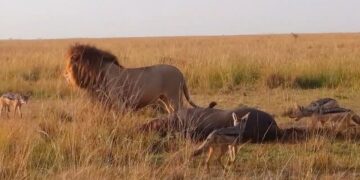 Male lion surrounded by jackals