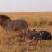 Male lion surrounded by jackals