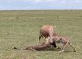 Cheetah brothers struggle to hunt a topi