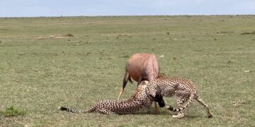 Cheetah brothers struggle to hunt a topi