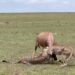 Cheetah brothers struggle to hunt a topi