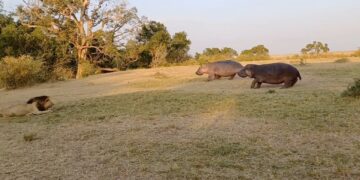 hippos running